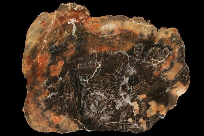 Petrified Wood (Woodworthia) Round With Fungal Rot #131163